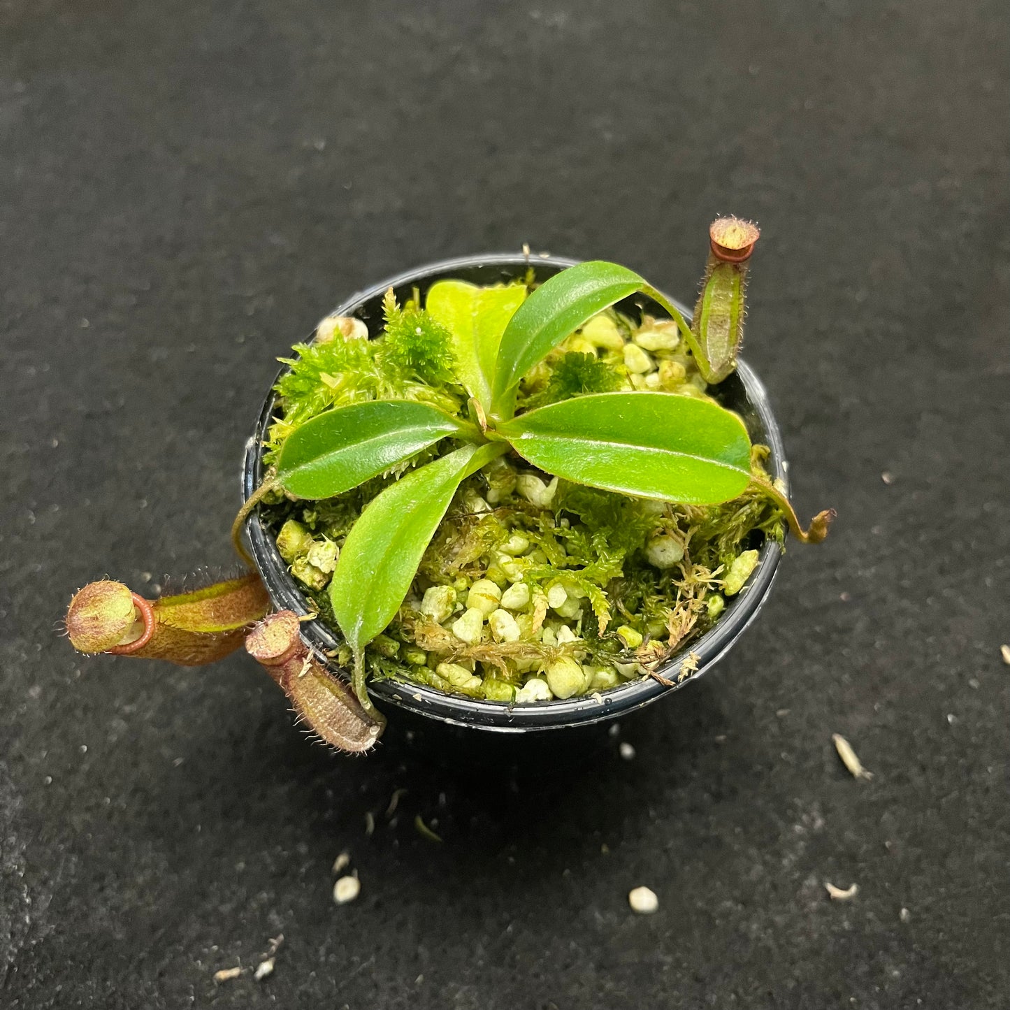 Nepenthes densiflora x robcantleyi BE-3573