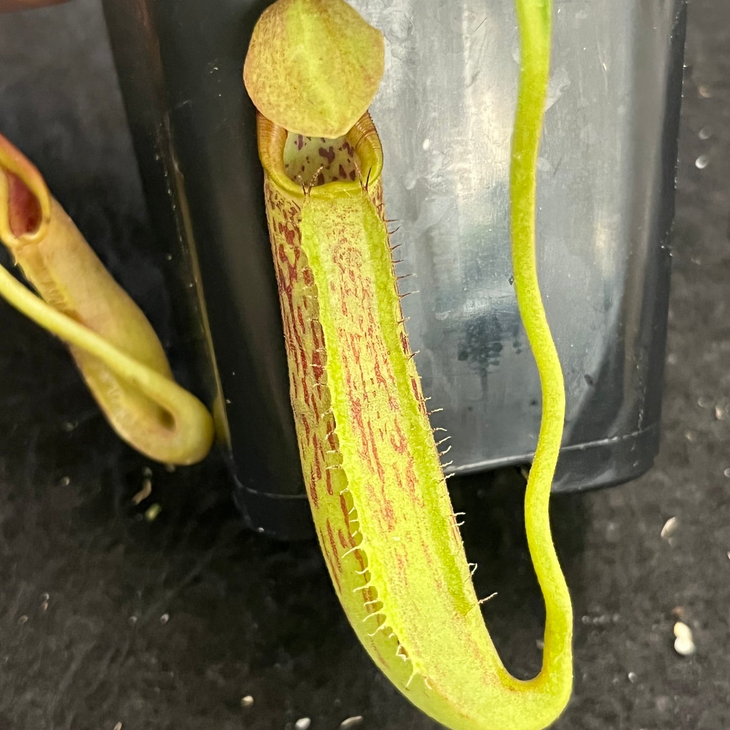 Nepenthes robcantleyi x fusca