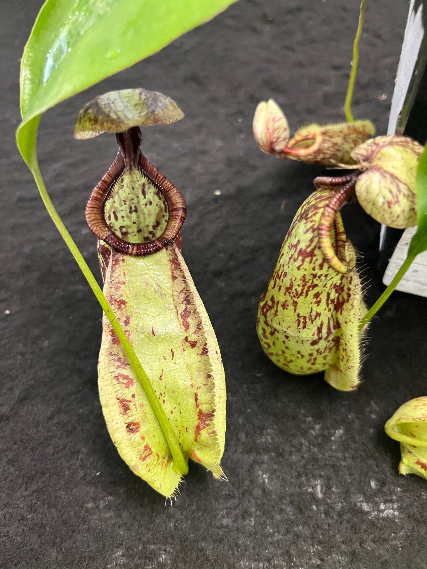 Nepenthes rafflesiana SG