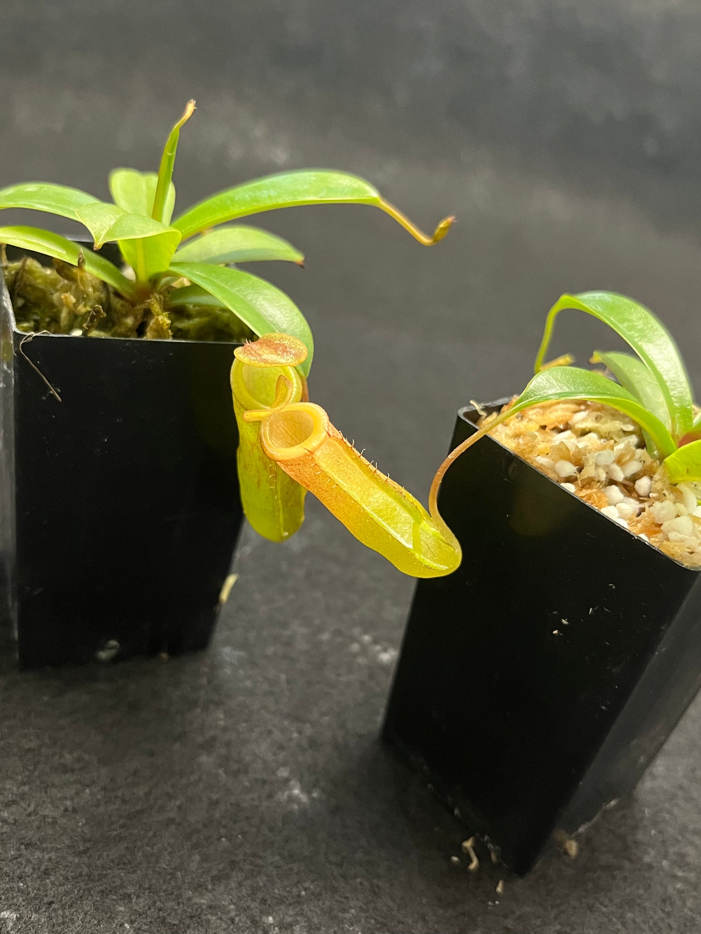 Nepenthes ventricosa x dubia