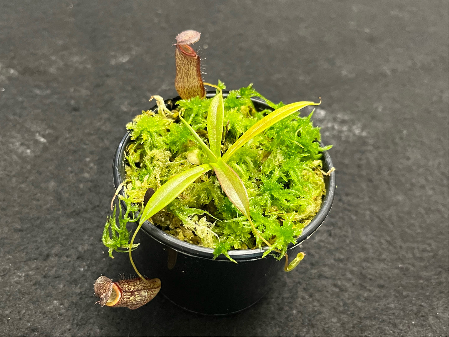 Nepenthes (hamata x glabrata) x tenuis