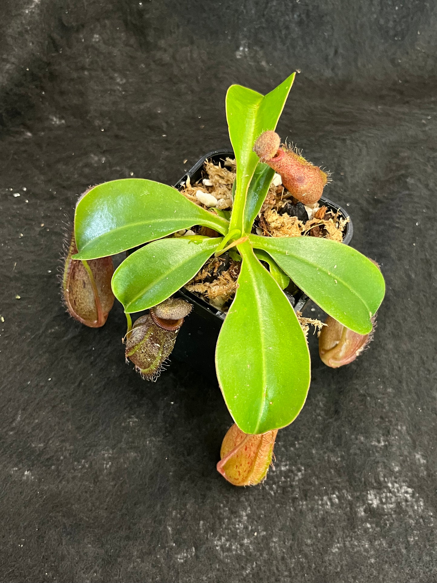 Nepenthes ventricosa x robcantleyi ‘Queen Malani’