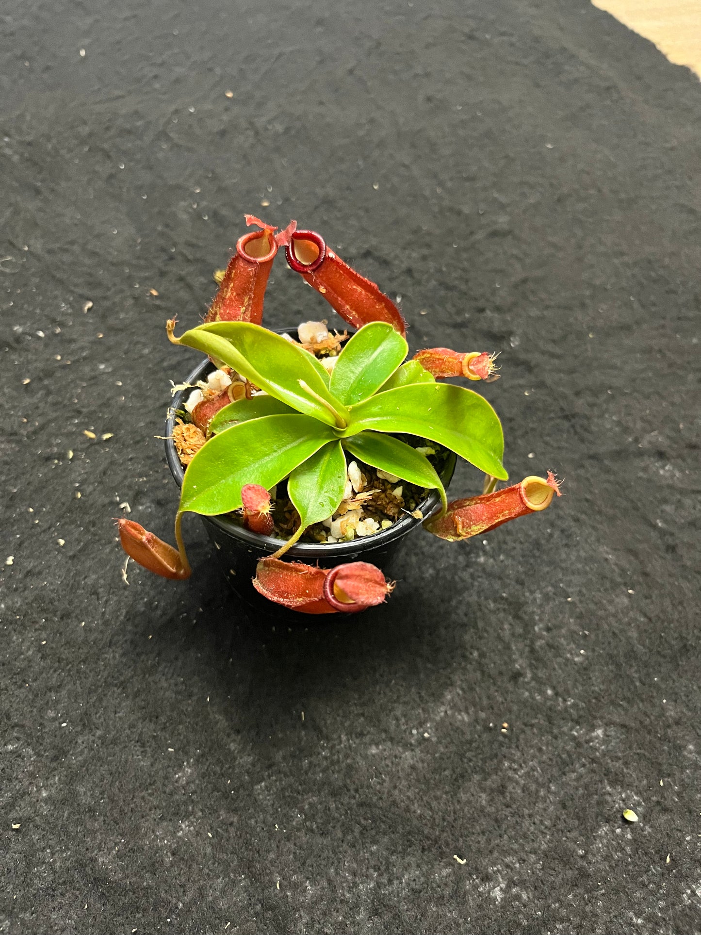 Nepenthes ampullaria x (sibuyanensis x ventricosa) ‘Diana’