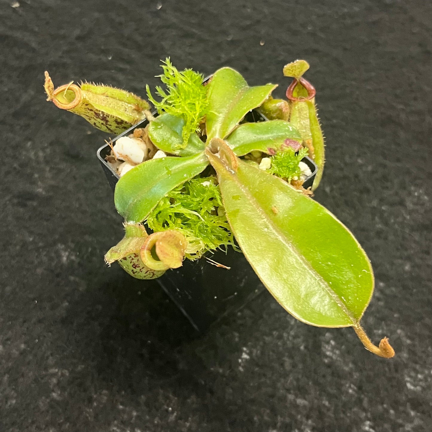 Nepenthes ampullaria x (veitchii x lowii)