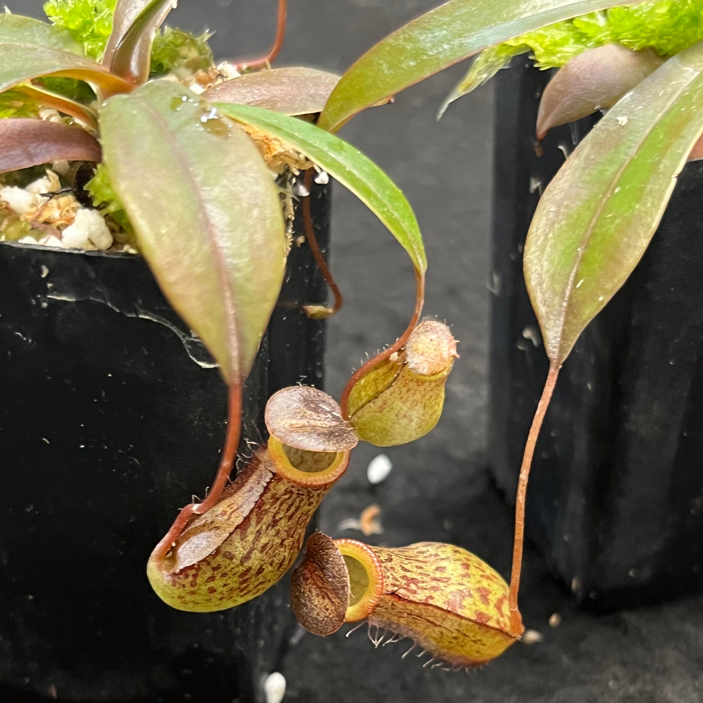 Nepenthes burkei x tenuis BE-4535