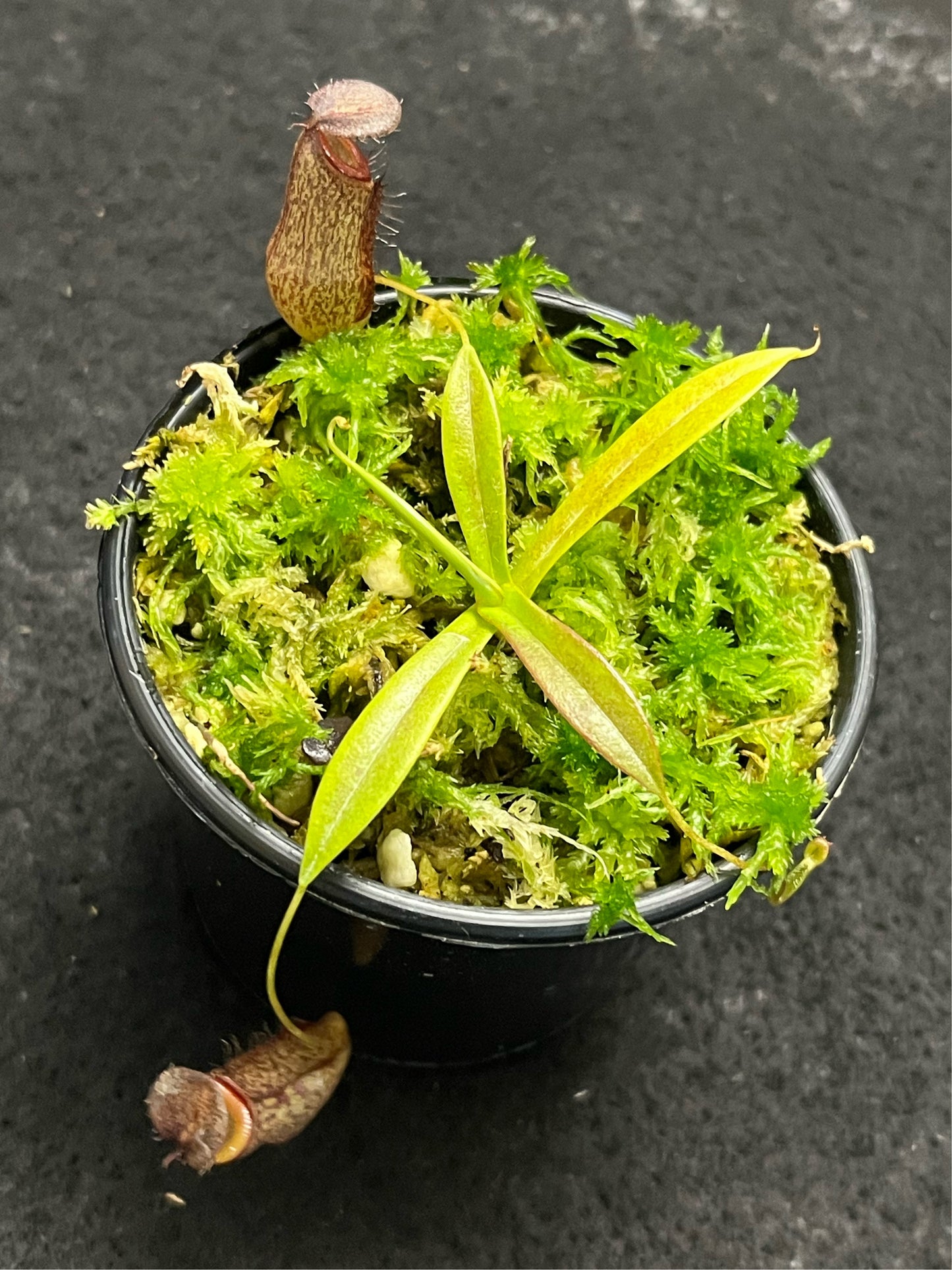 Nepenthes (hamata x glabrata) x tenuis