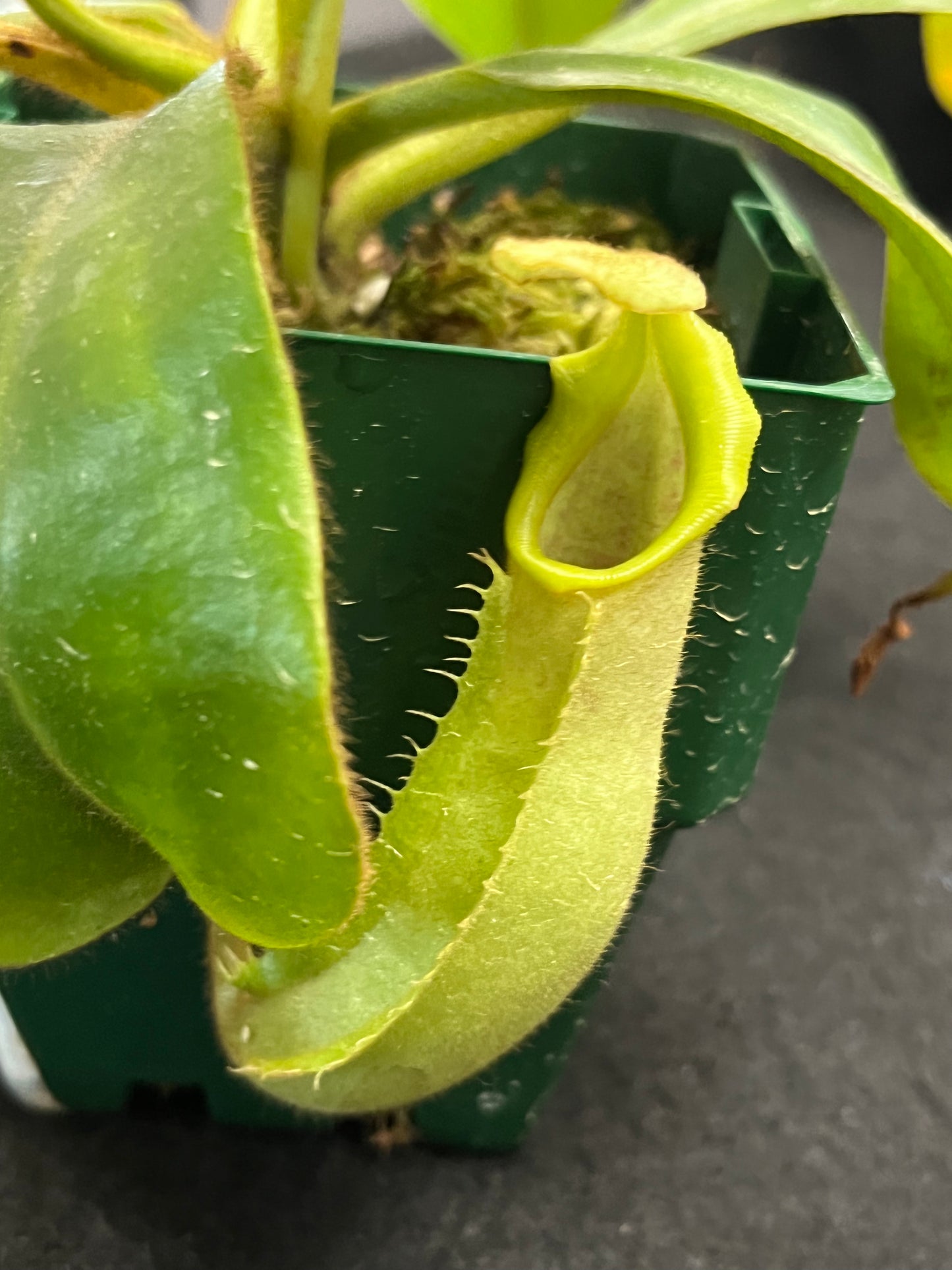 Nepenthes veitchii Bario Gold SG