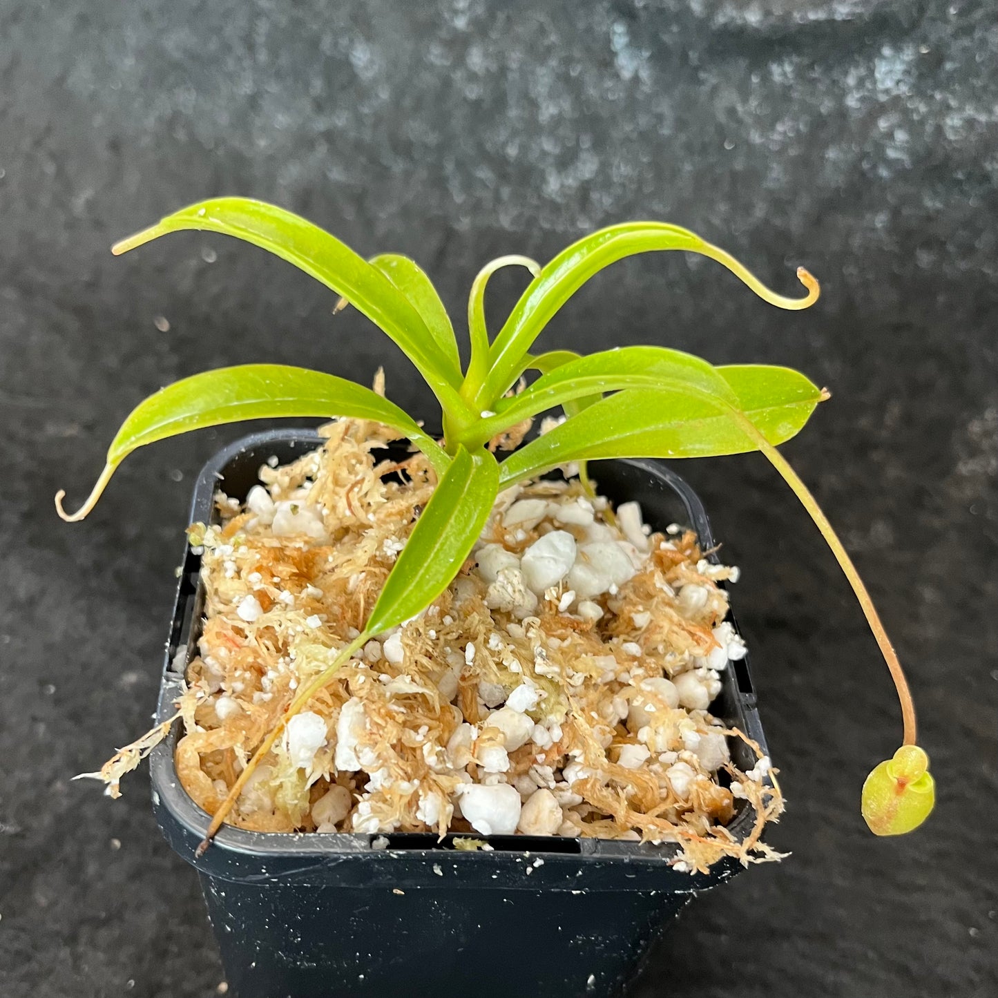 Nepenthes jacquelineae Seed-grown