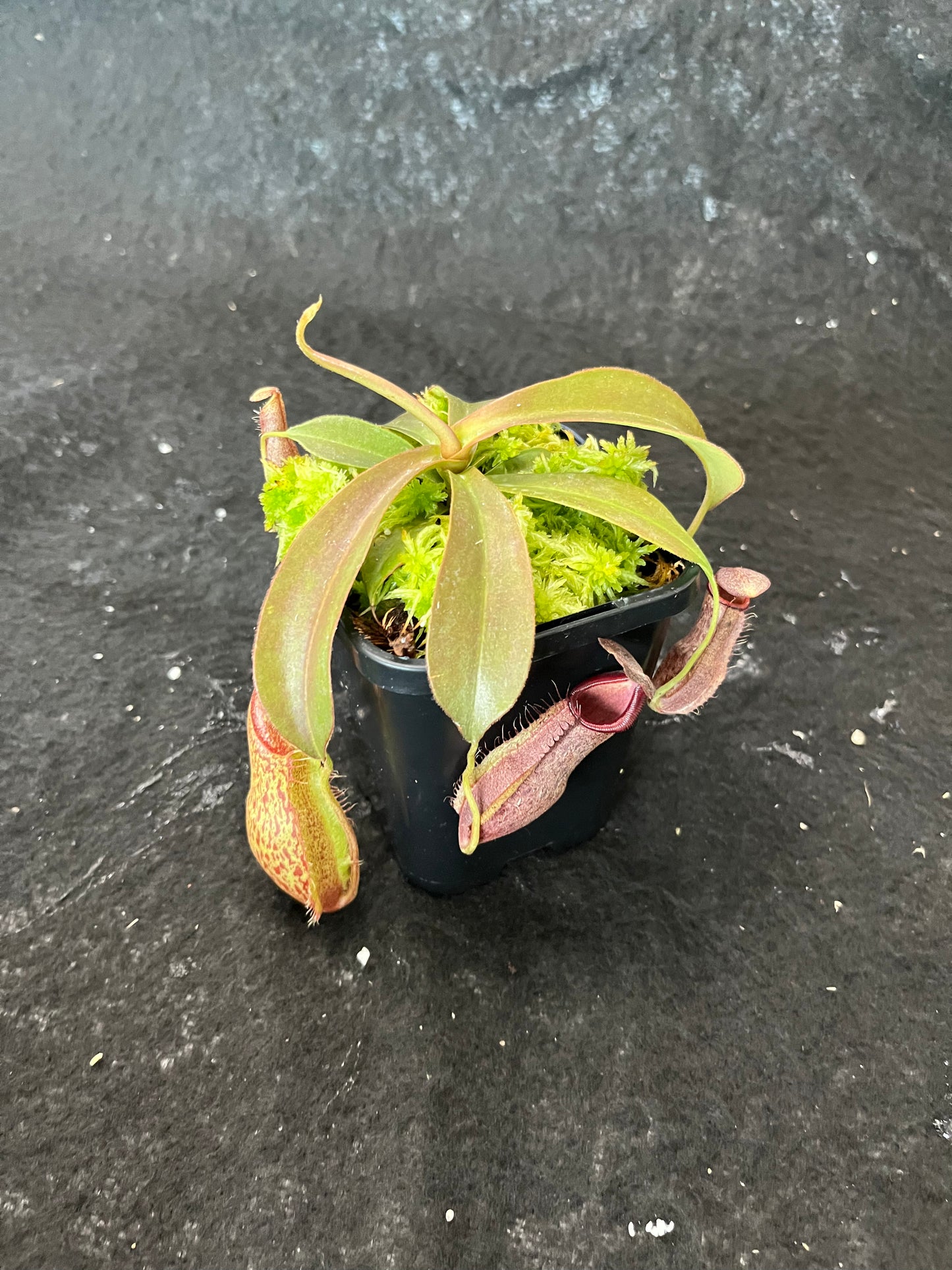 Nepenthes 'Helen' BE-4528