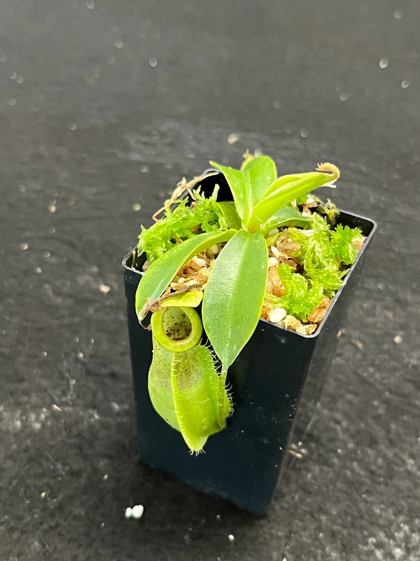 Nepenthes spathulata x ampullaria