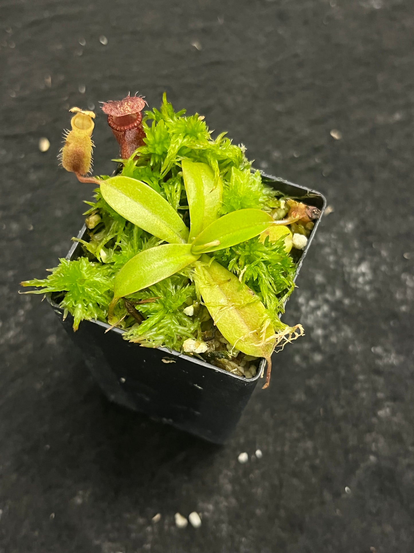 Nepenthes villosa x hamata BE-4099