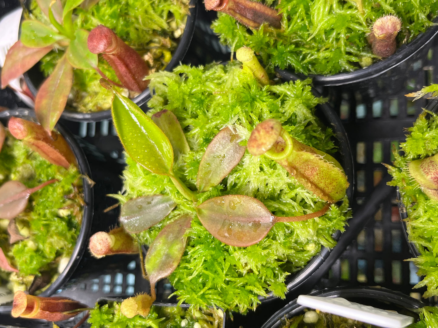 Nepenthes burbidgeae x (veitchii x lowii) BE-3993