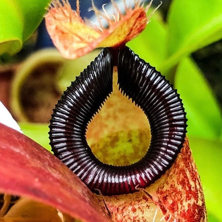 Nepenthes ampullaria x hamata