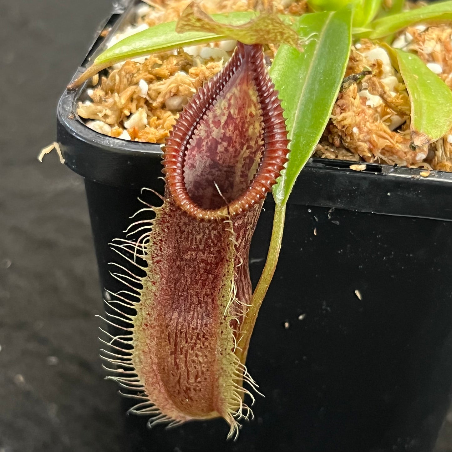 Nepenthes singalana x hamata BE-3955