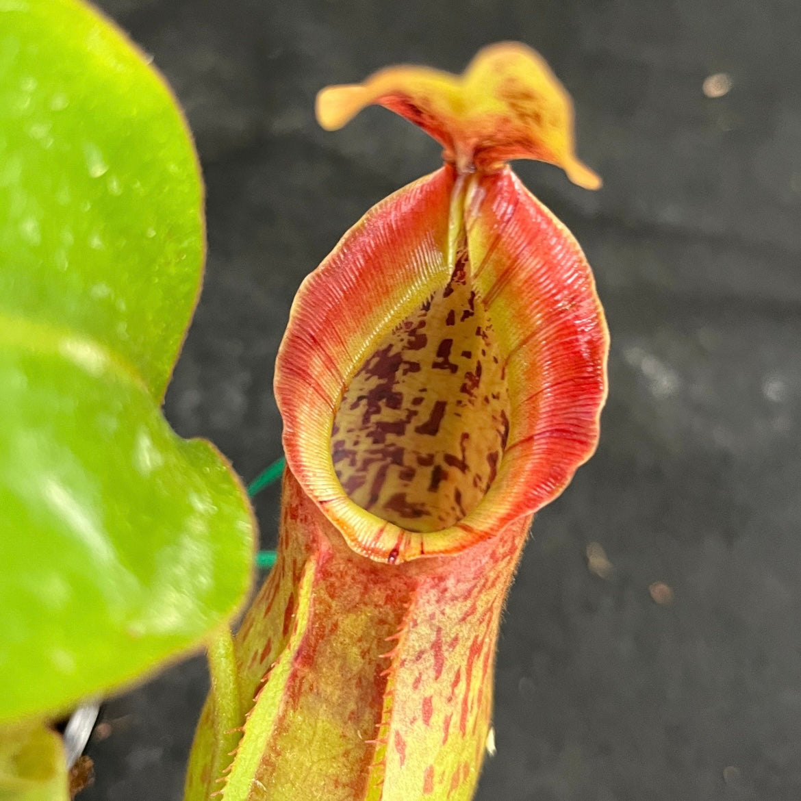 Npenthes adrianii x veitchii