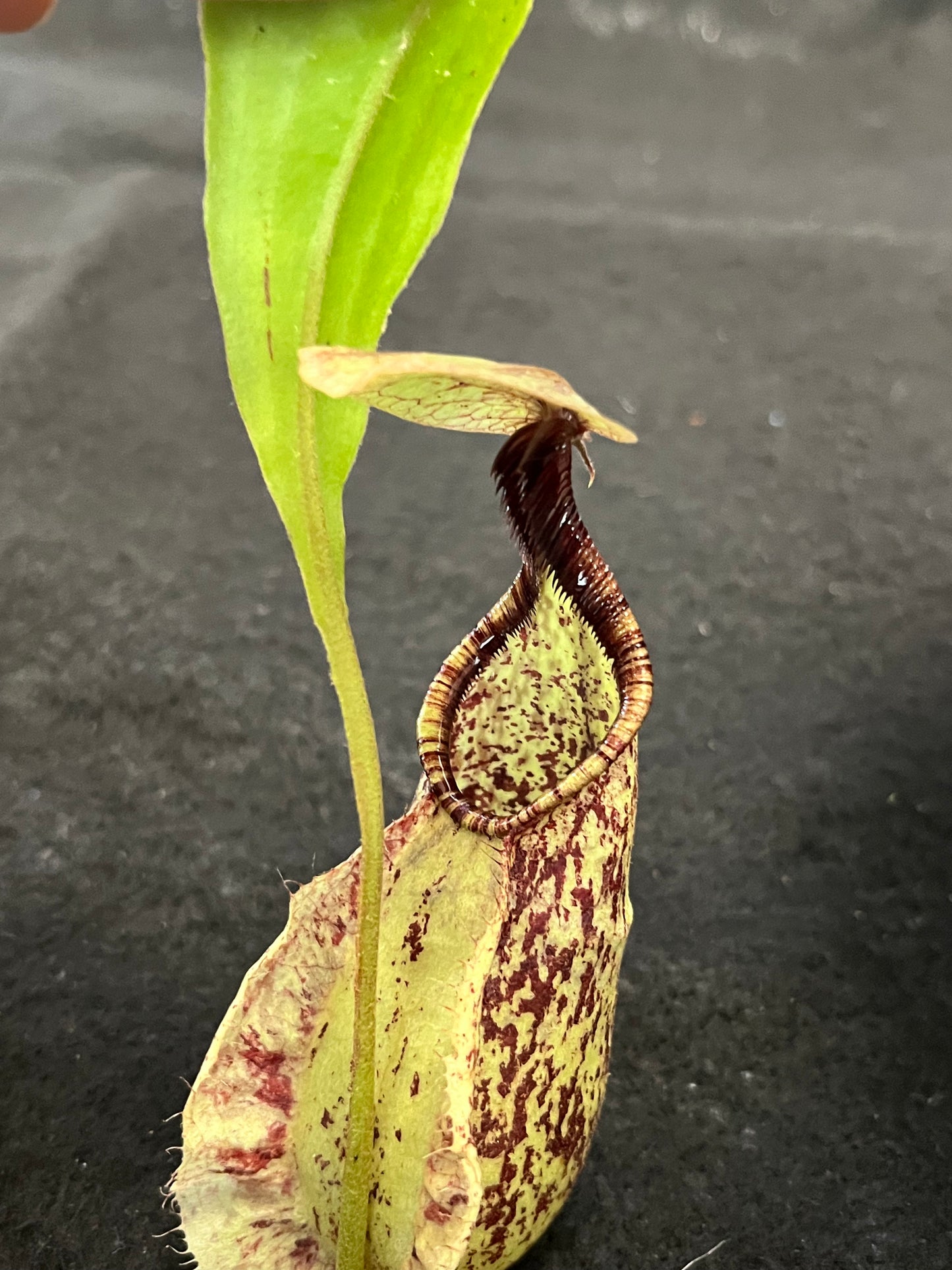 Nepenthes rafflesiana SG