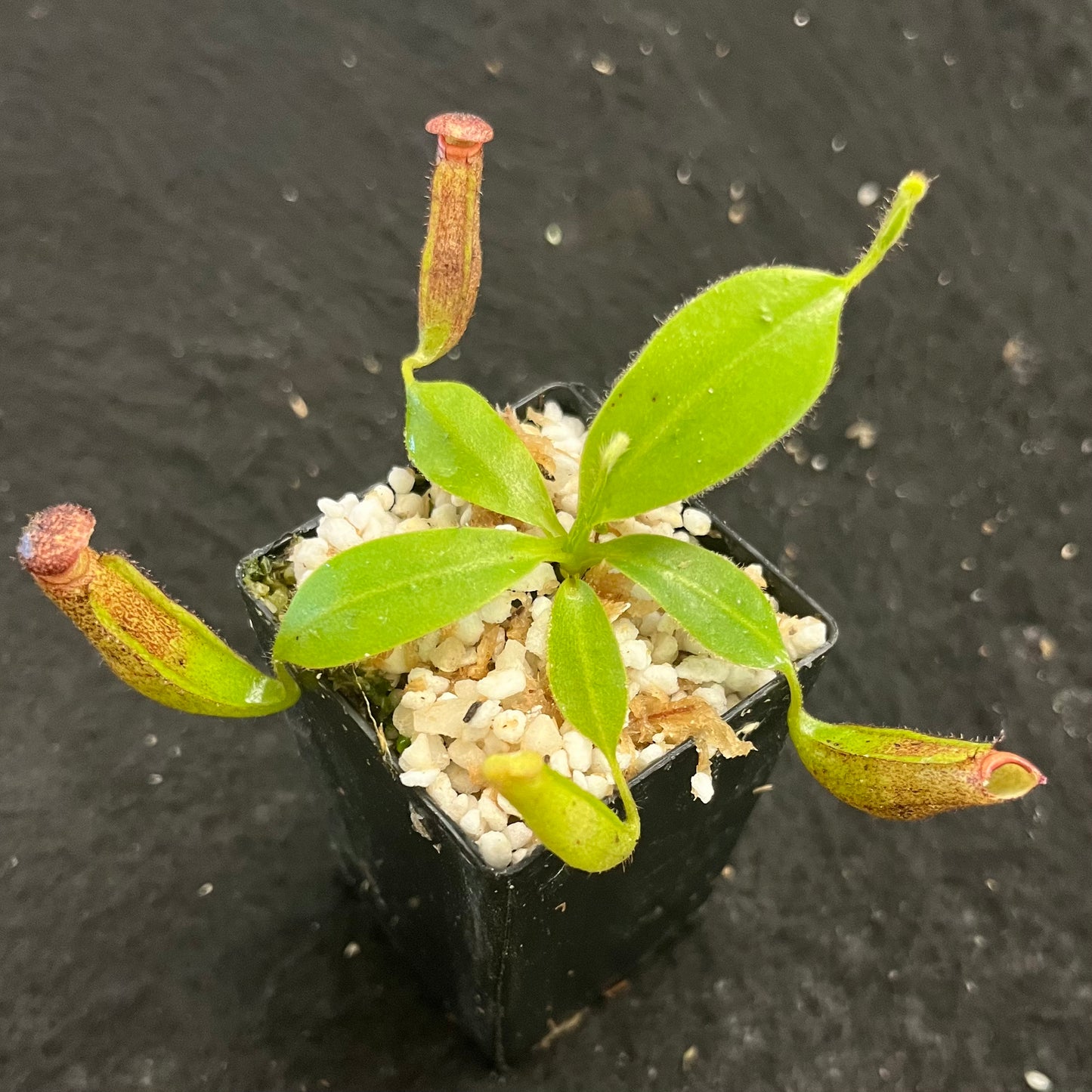 Nepenthes glandulifera BE-3766