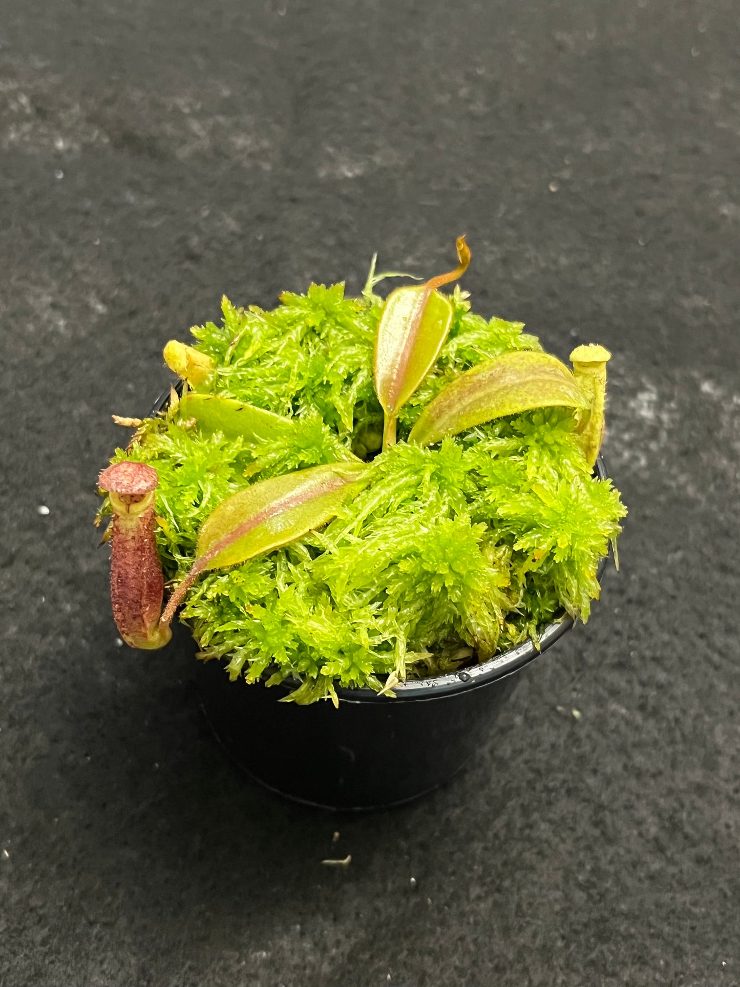 Nepenthes burbidgeae x (veitchii x lowii)