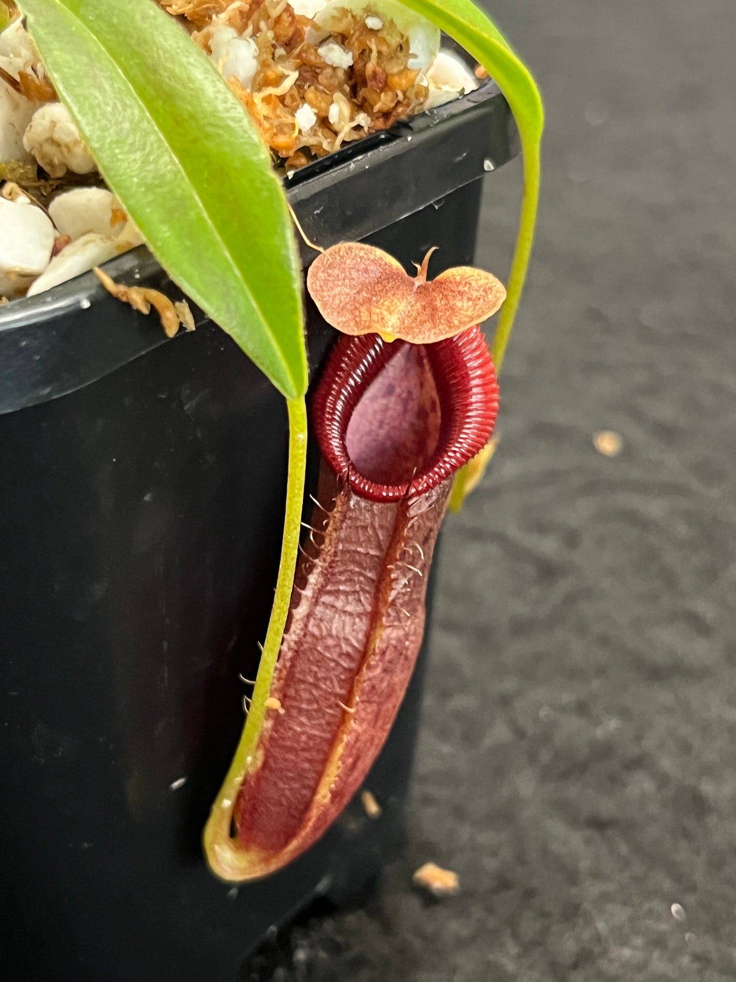 Nepenthes singalana x ovata BE-3882