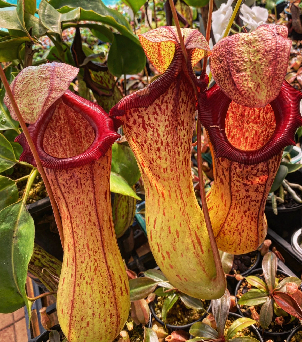 Nepenthes ventricosa x insignis 'Biak'