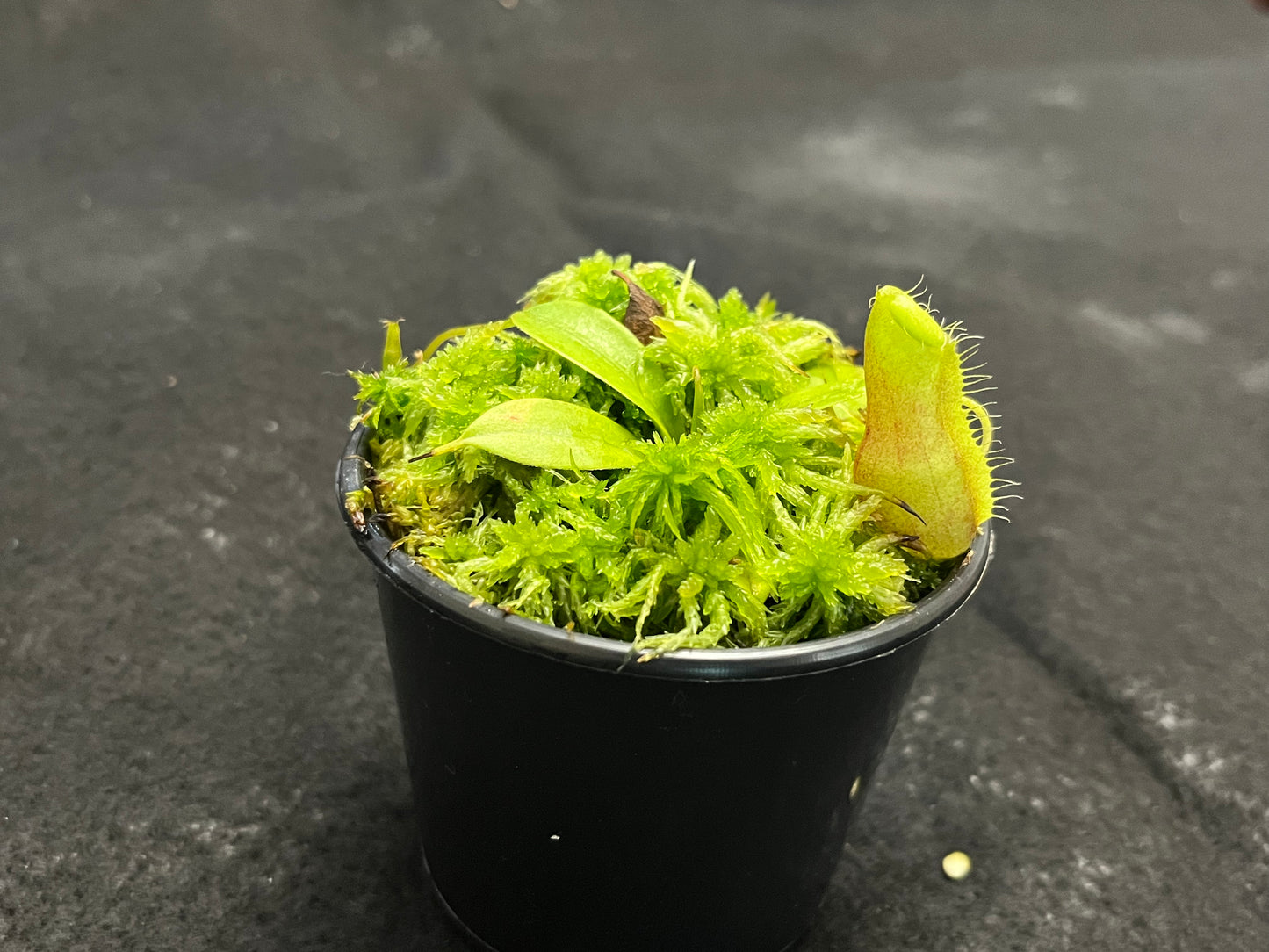 Nepenthes spathulata x flava BE-4048