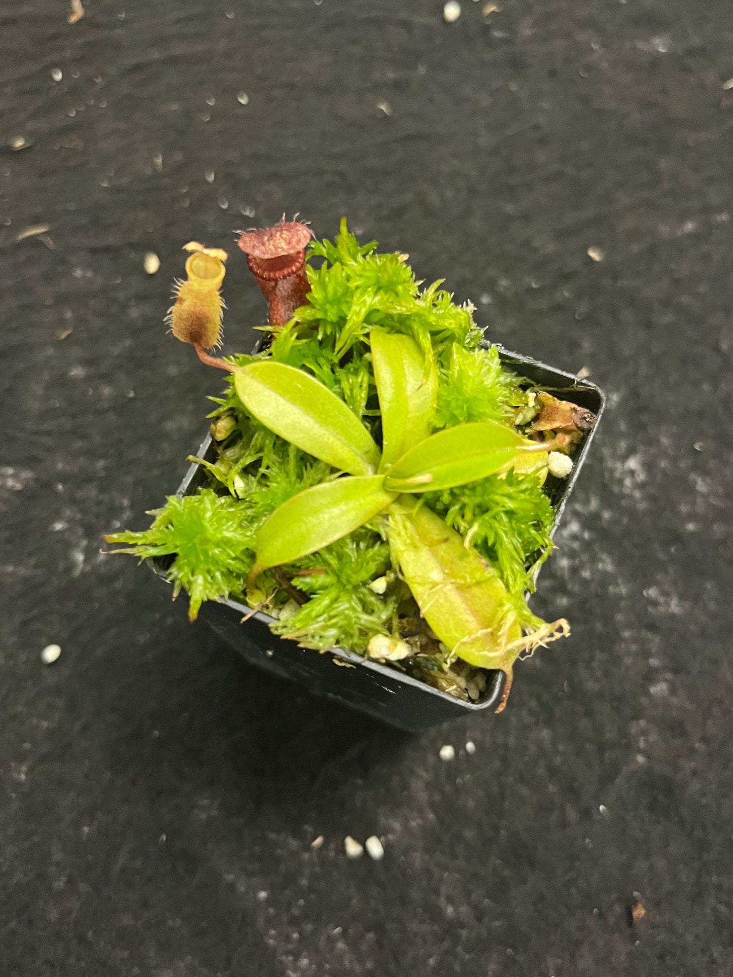 Nepenthes villosa x hamata BE-4099