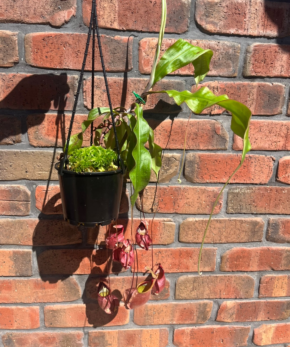 Nepenthes orbiculata