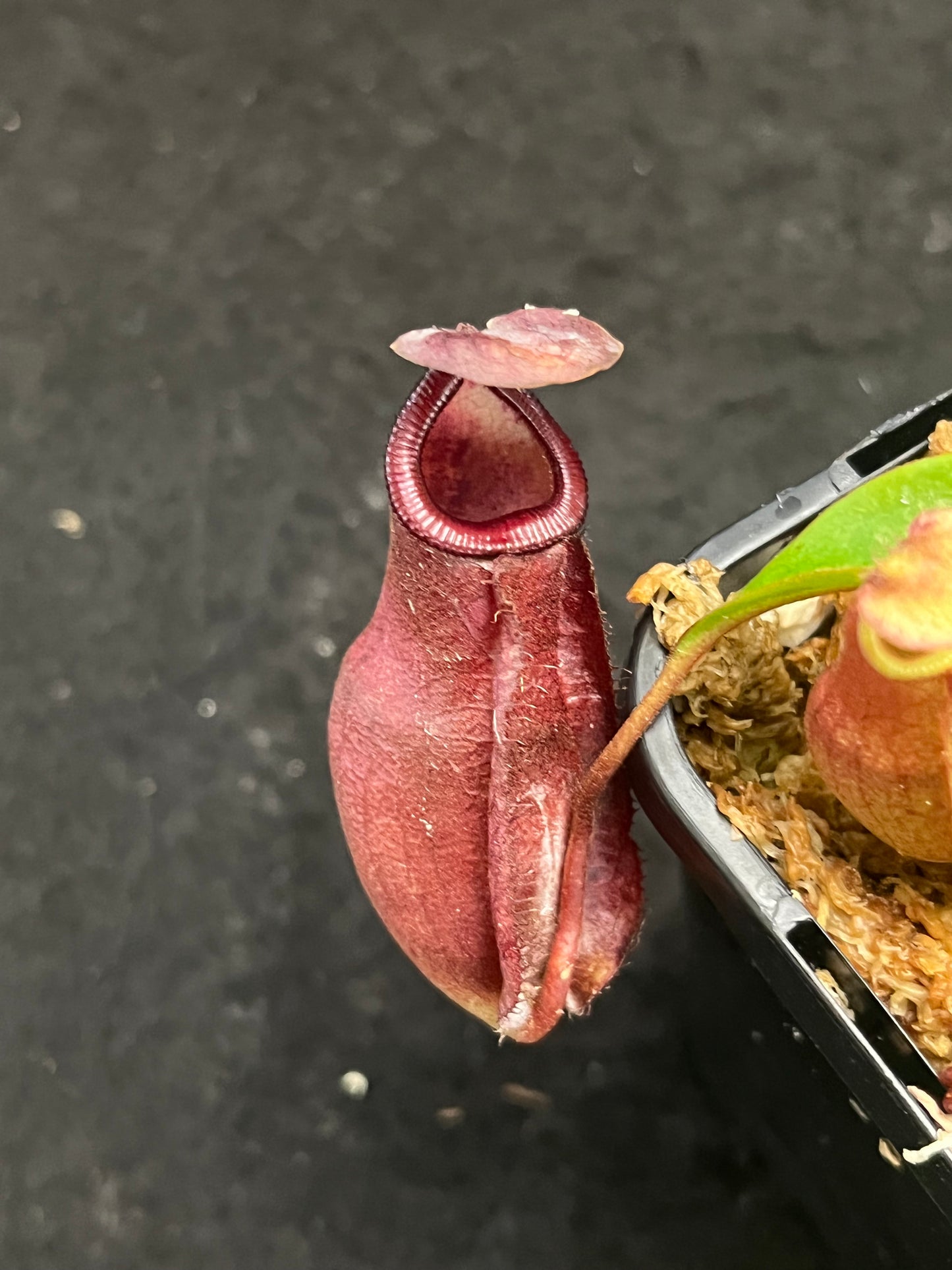 Nepenthes densiflora x mirabilis var. globosa BE-3656