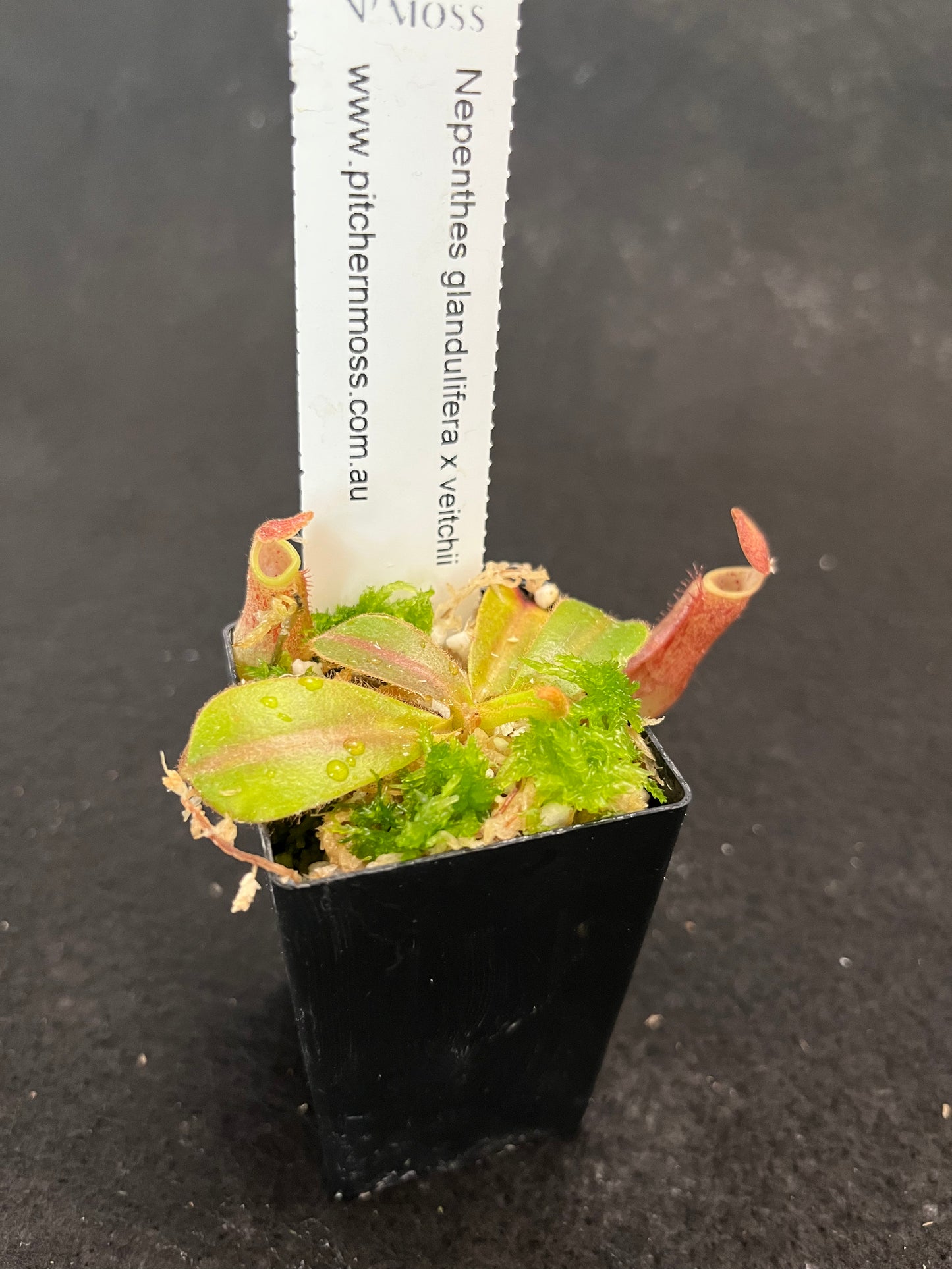 Nepenthes glandulifera x veitchii BE-3689