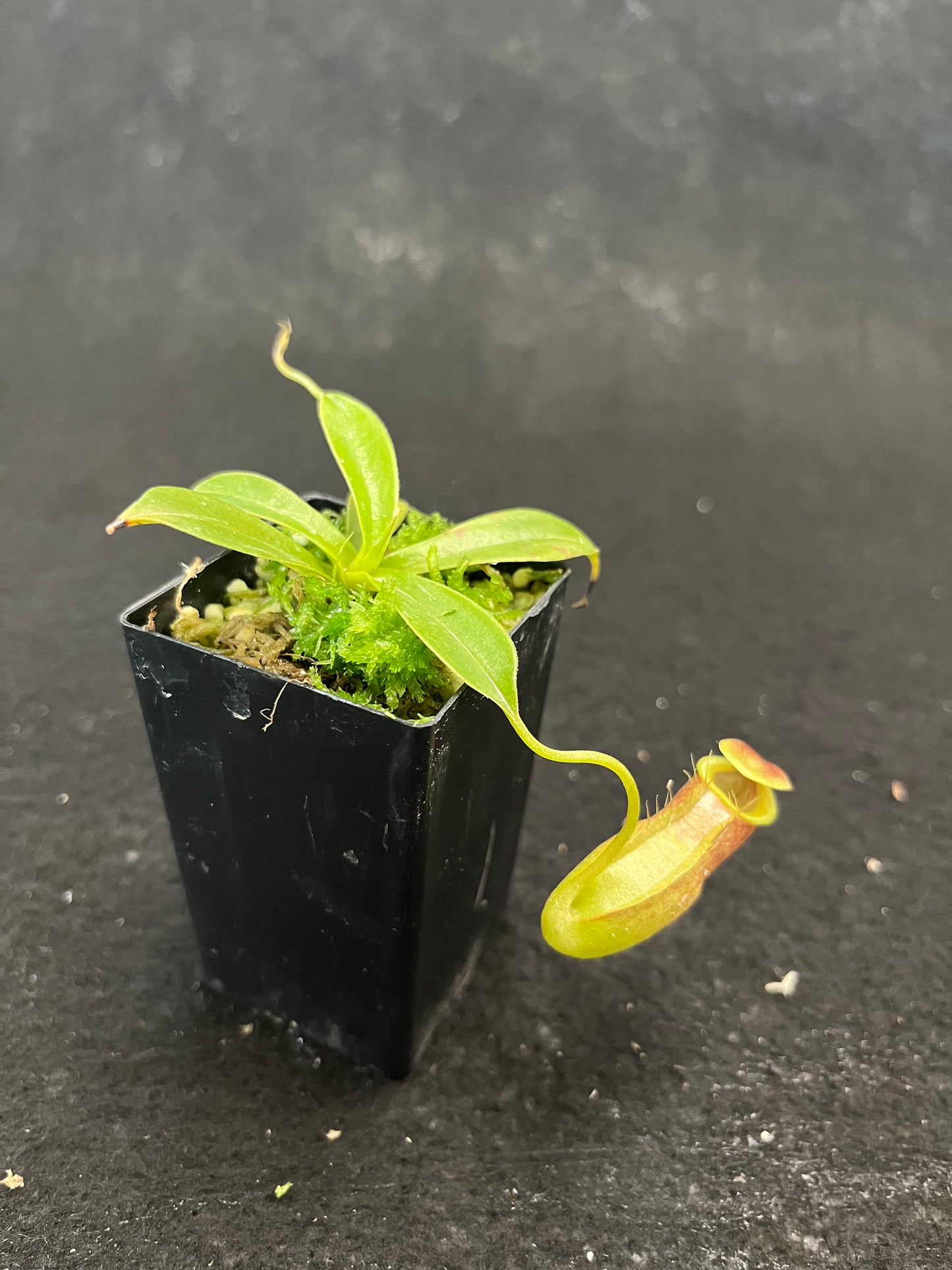 Nepenthes spathulata x tenuis