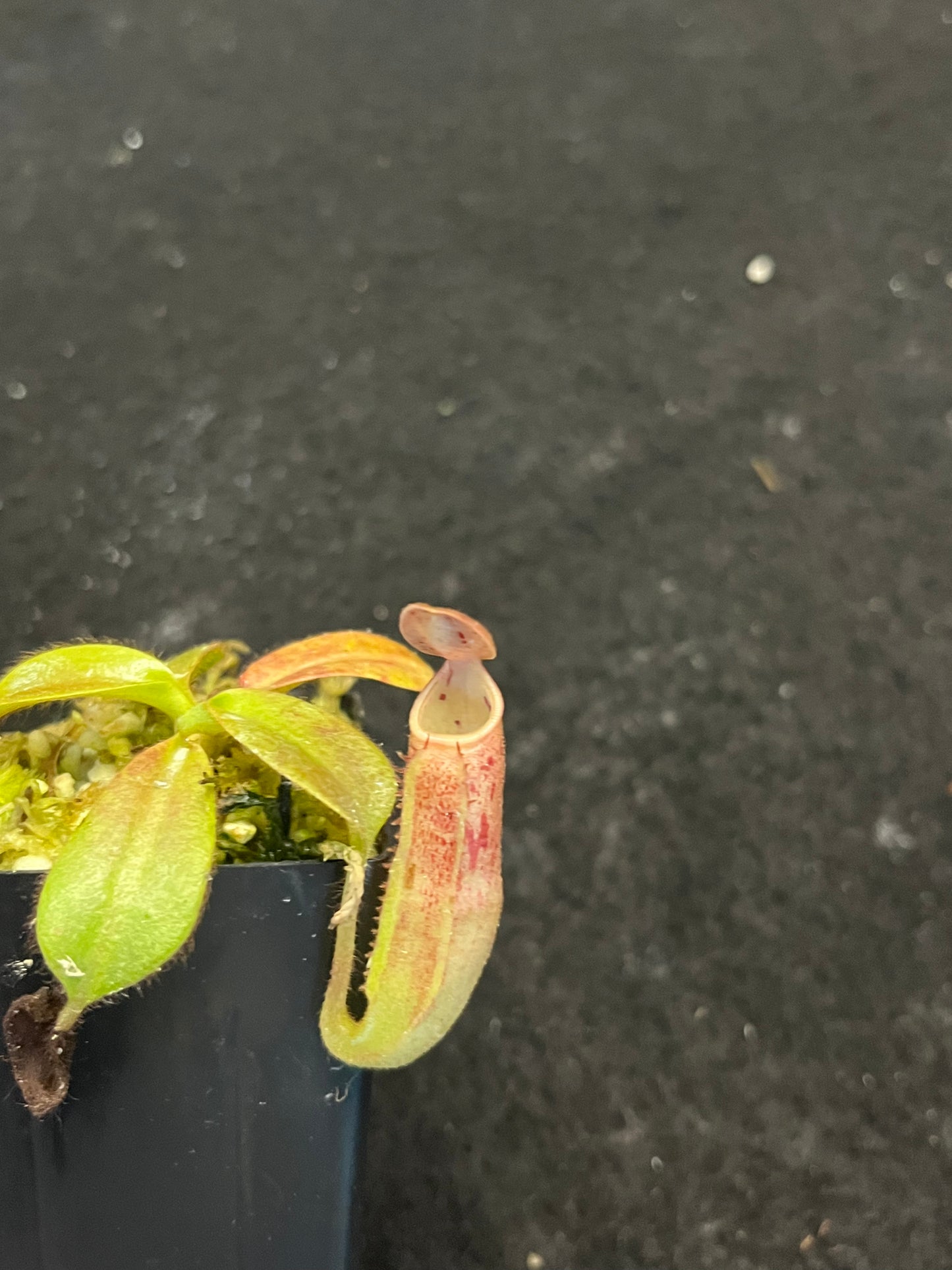 Nepenthes glandulifera x veitchii BE-3689