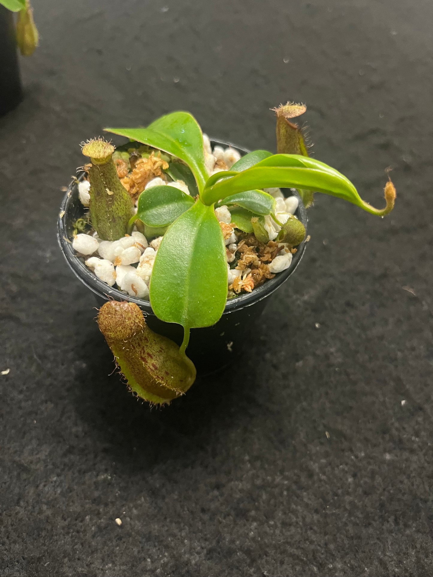 Nepenthes ventricosa x robcantleyi ‘Queen Malani’