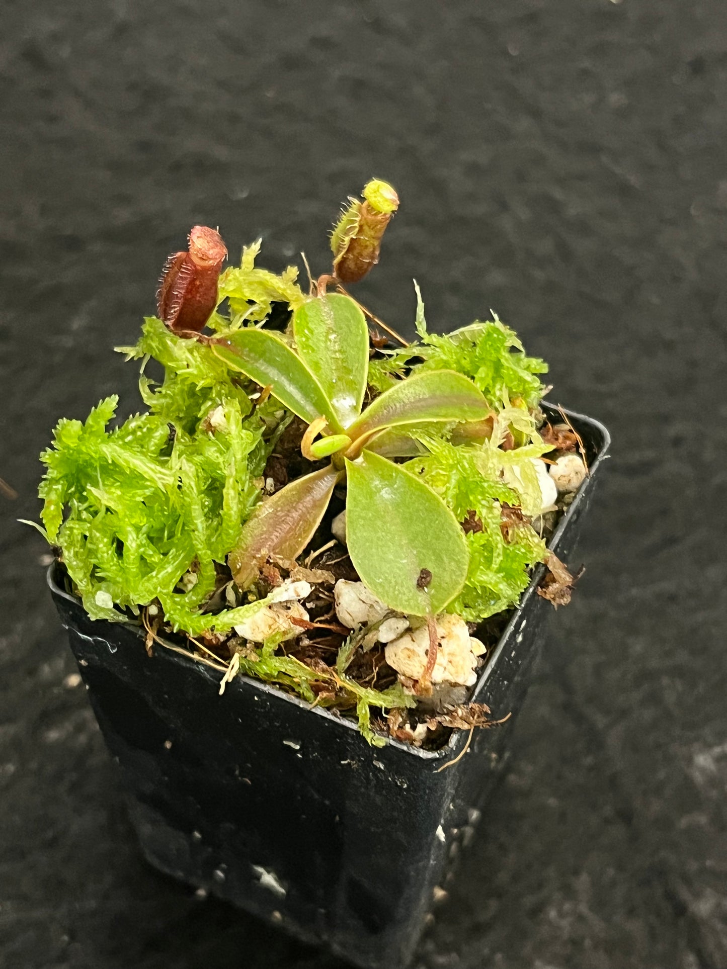 Nepenthes muluensis x lowii BE-3128