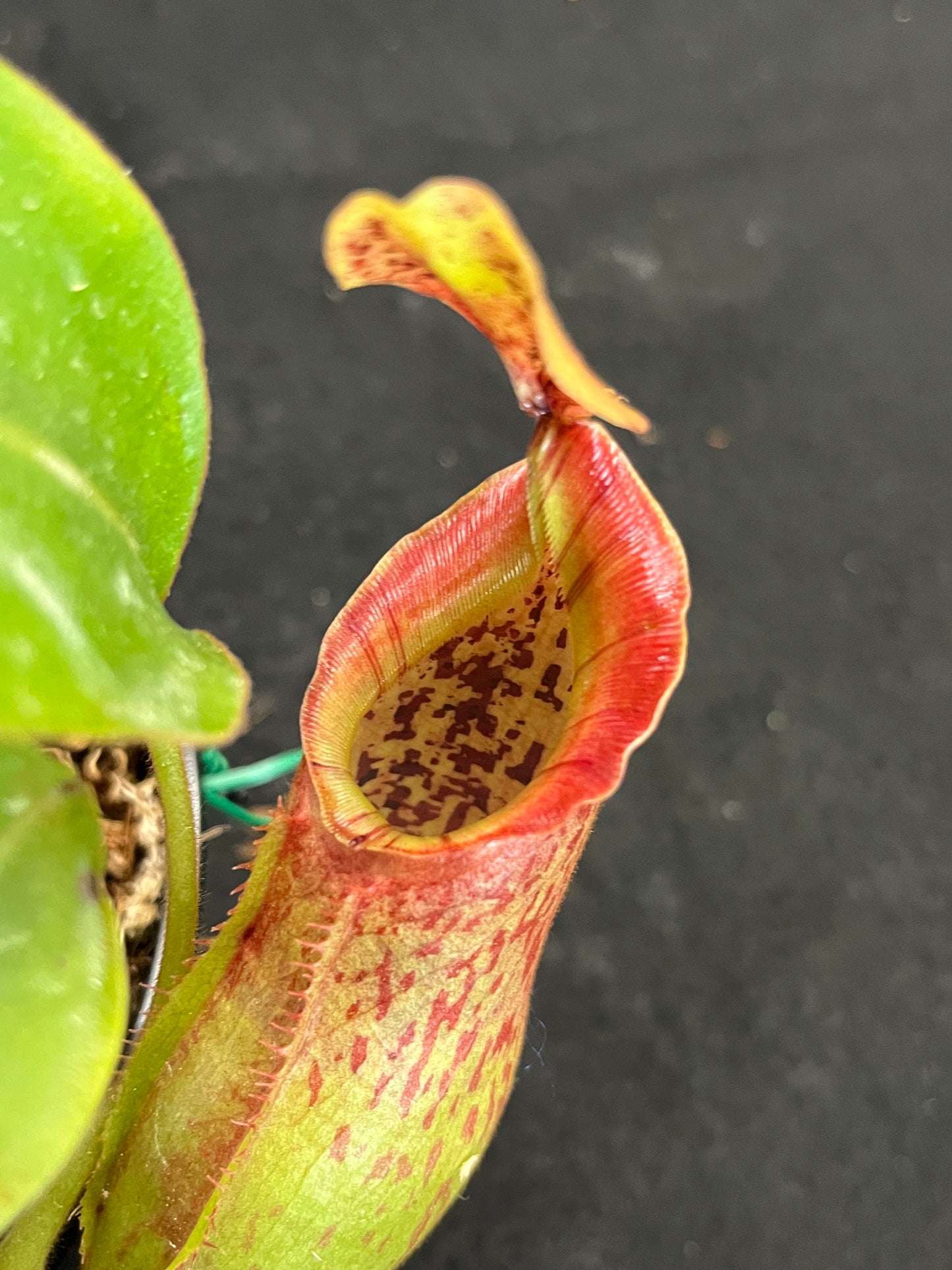 Npenthes adrianii x veitchii