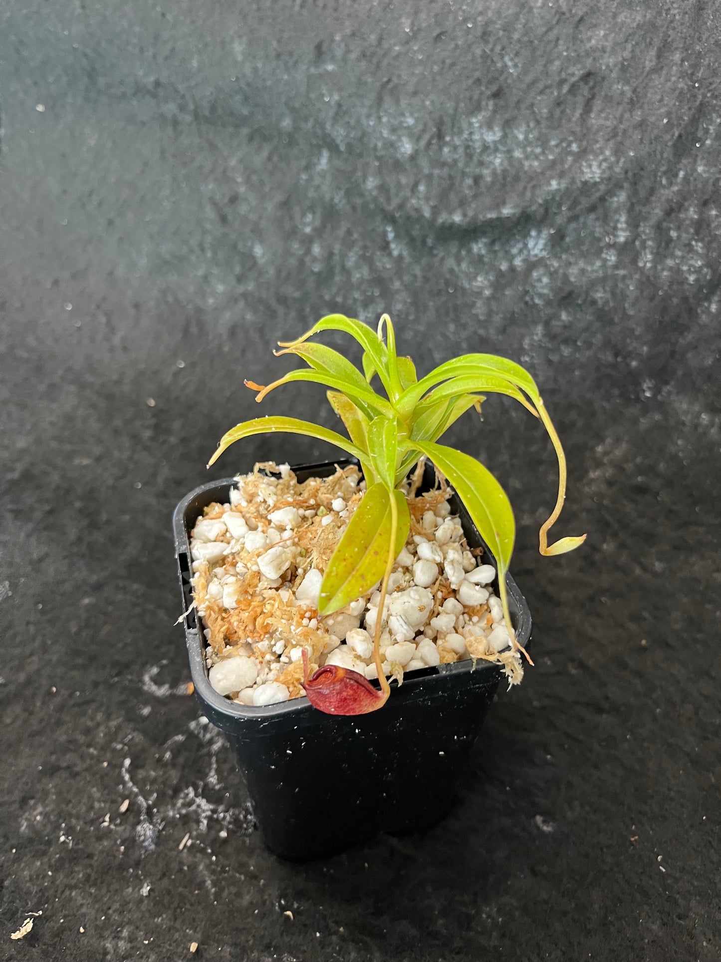 Nepenthes jacquelineae Seed-grown