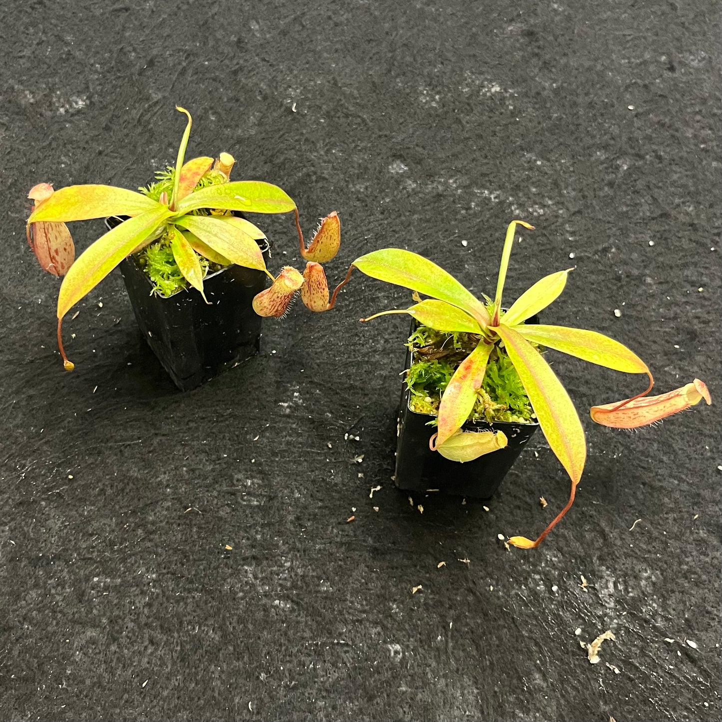 Nepenthes spectabilis x ventricosa