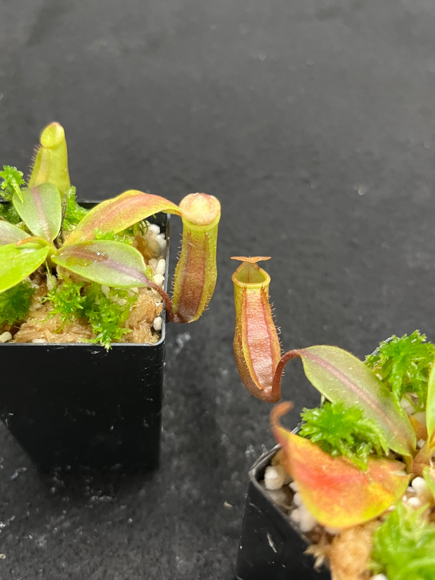 Nepenthes veitchii x mira BE-3696