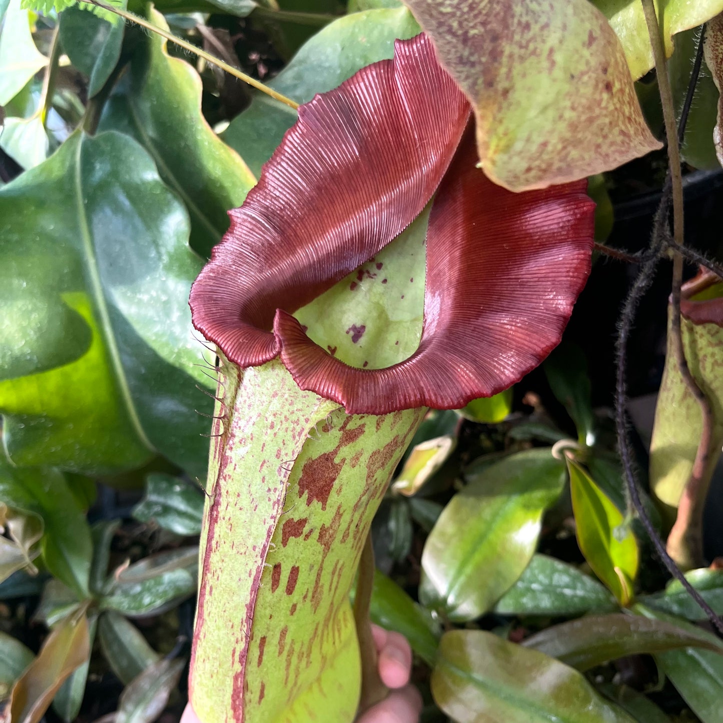 Nepenthes truncata x maxima