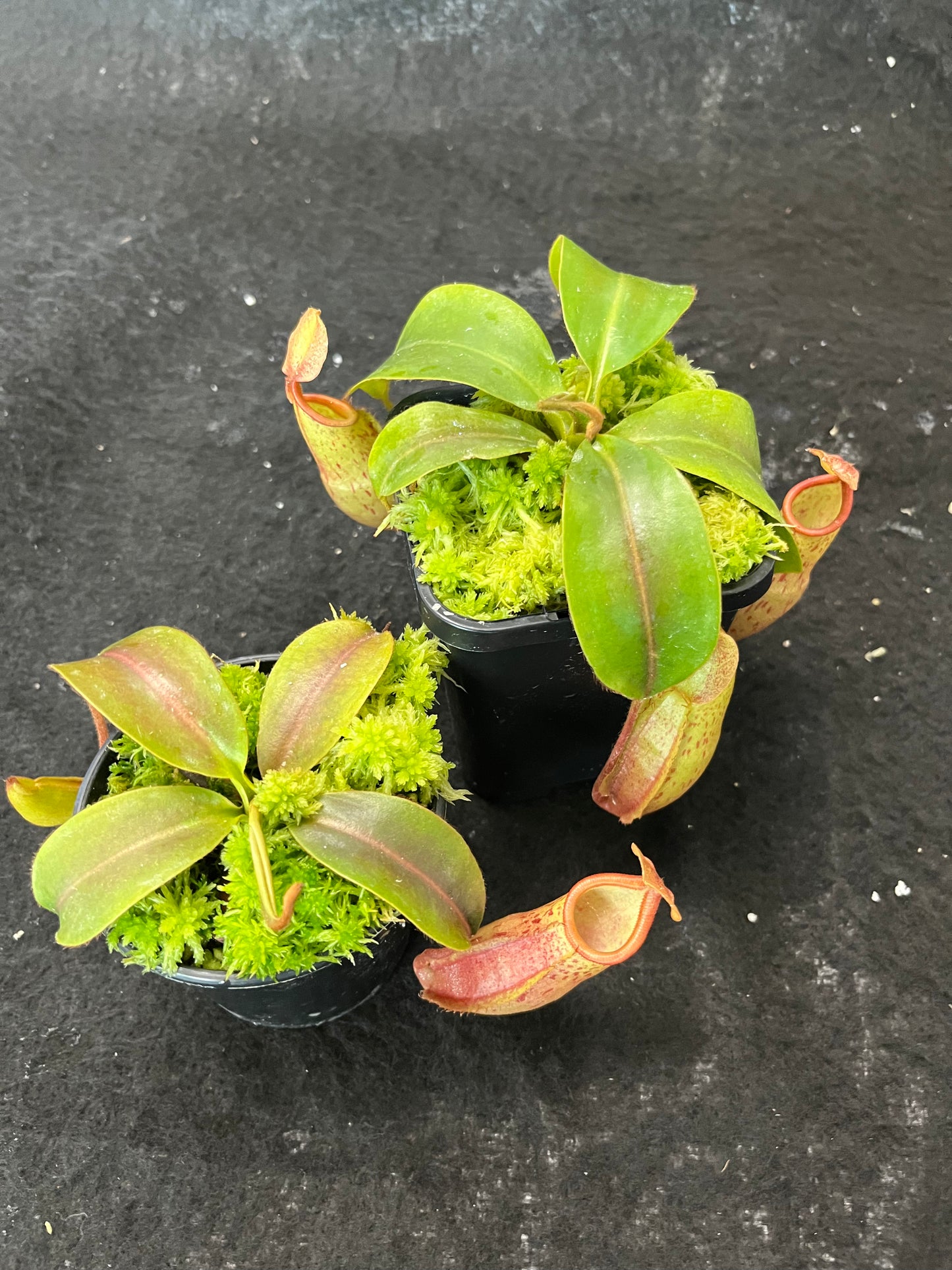 Nepenthes veitchii x mira BE-3696