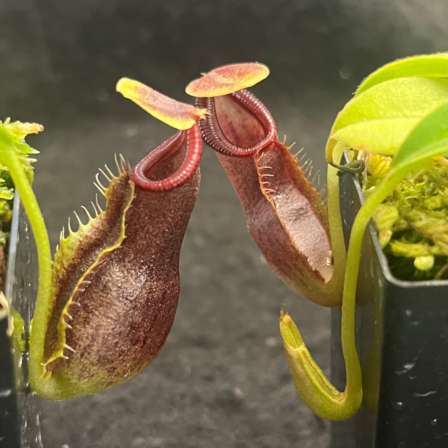 Nepenthes spathulata x singalana BE-4004