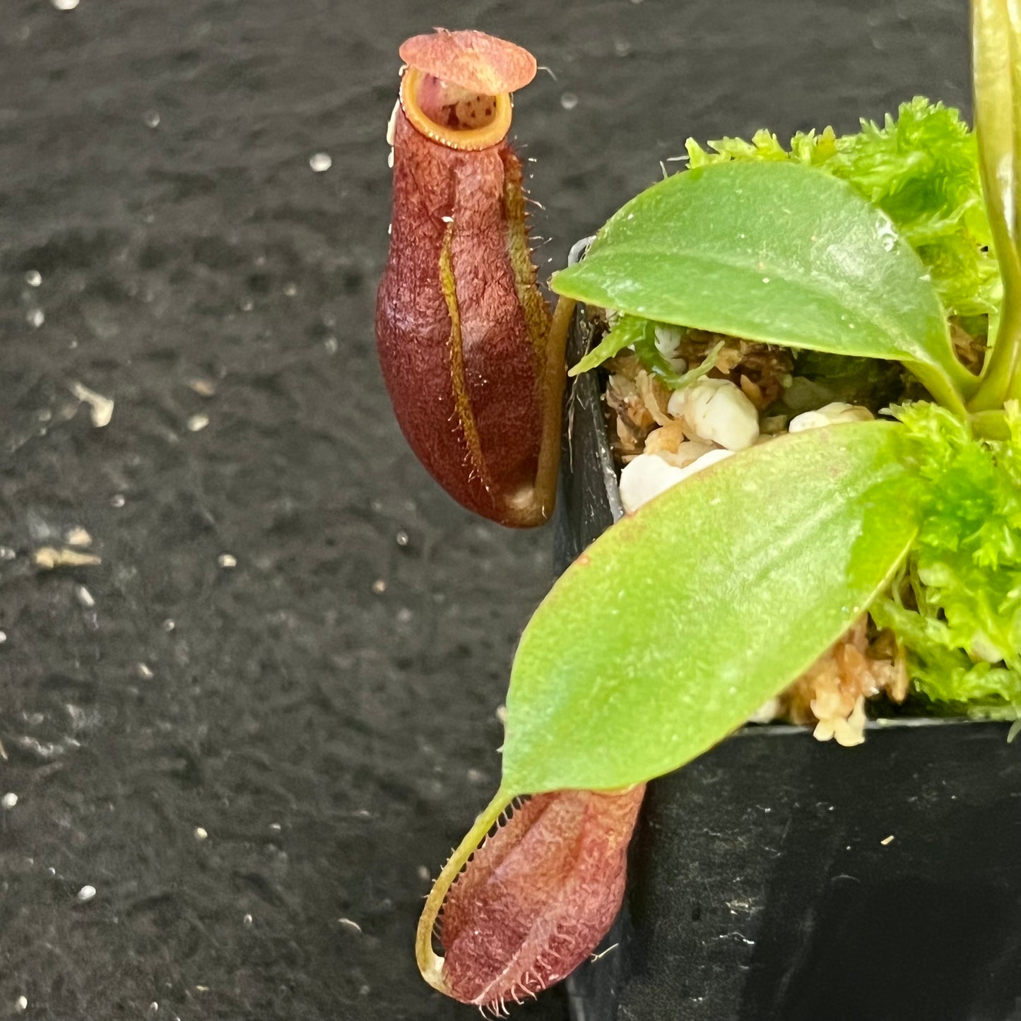 Nepenthes mira x peltata BE-4534