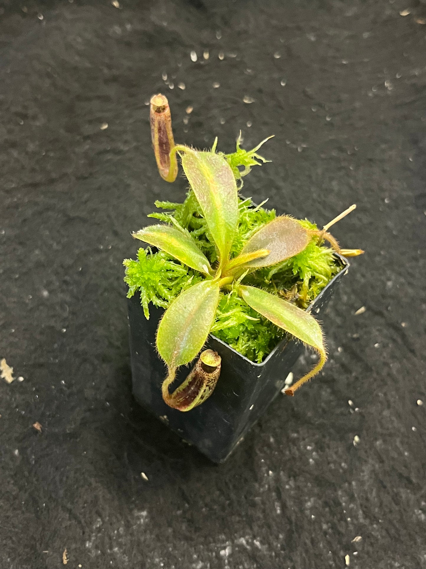 Nepenthes mollis BE-3921