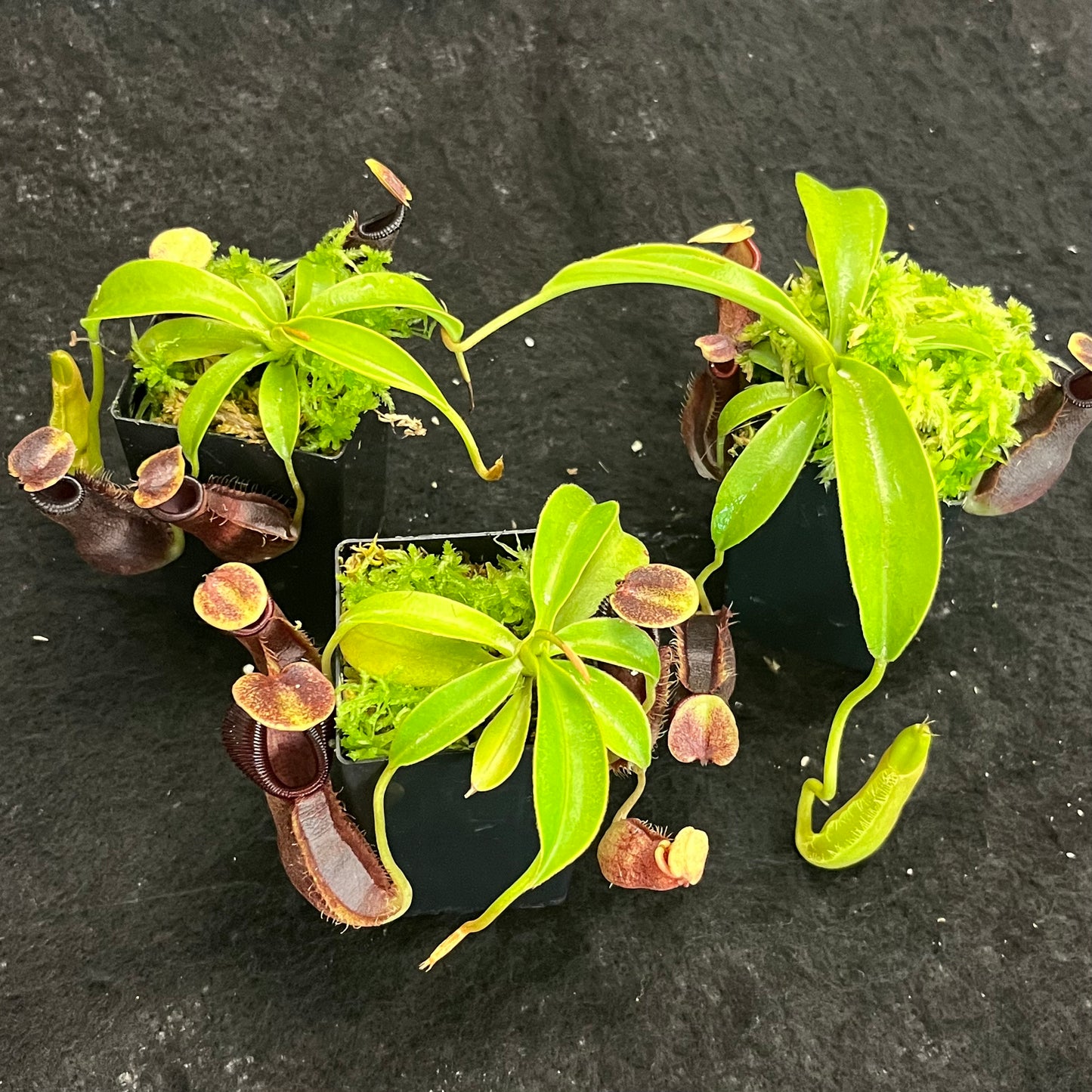 Nepenthes spathulata x singalana BE-4004