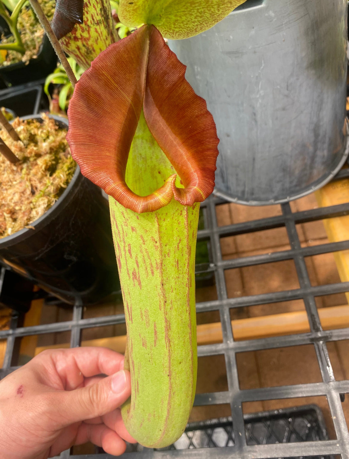 Nepenthes truncata x maxima