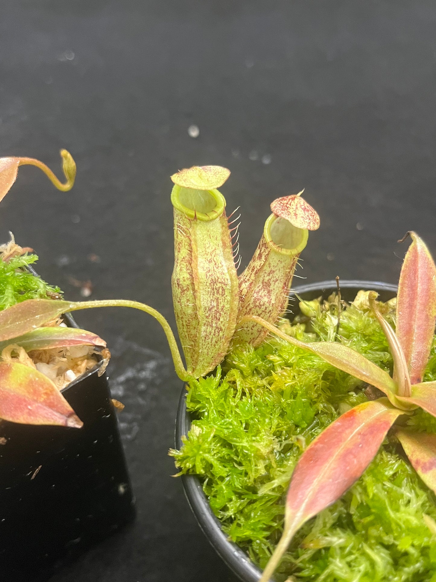 Nepenthes spectabilis x mira