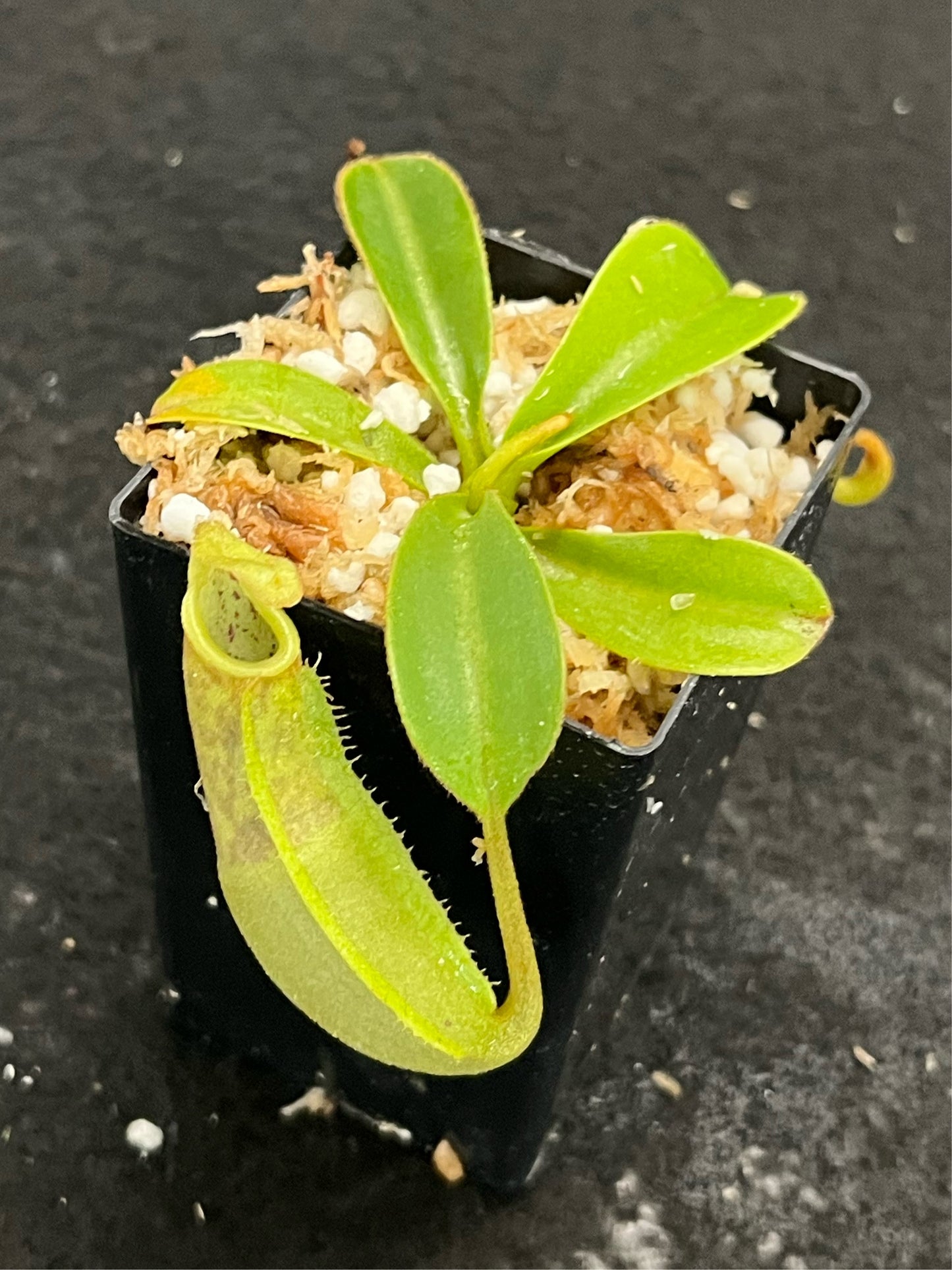 Nepenthes spathulata x veitchii