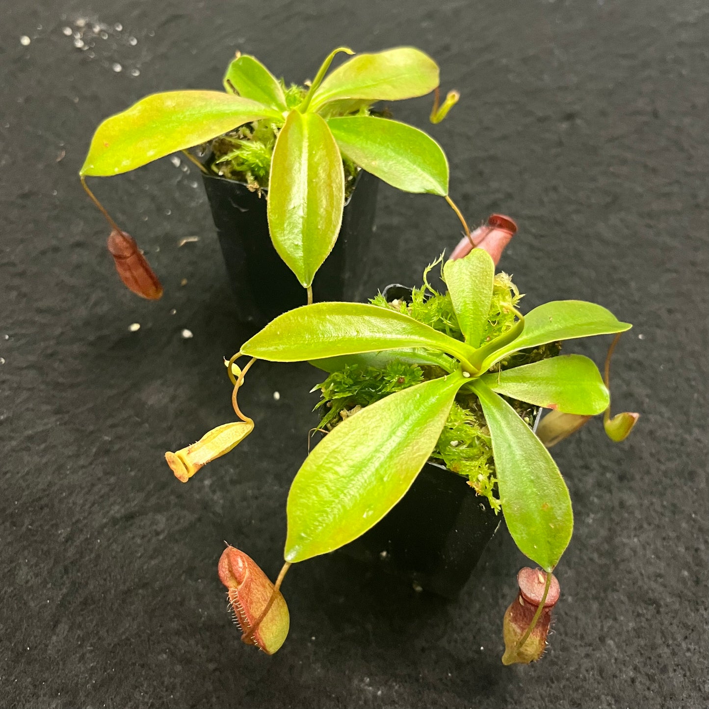 Nepenthes rajah x tenuis BE-4083