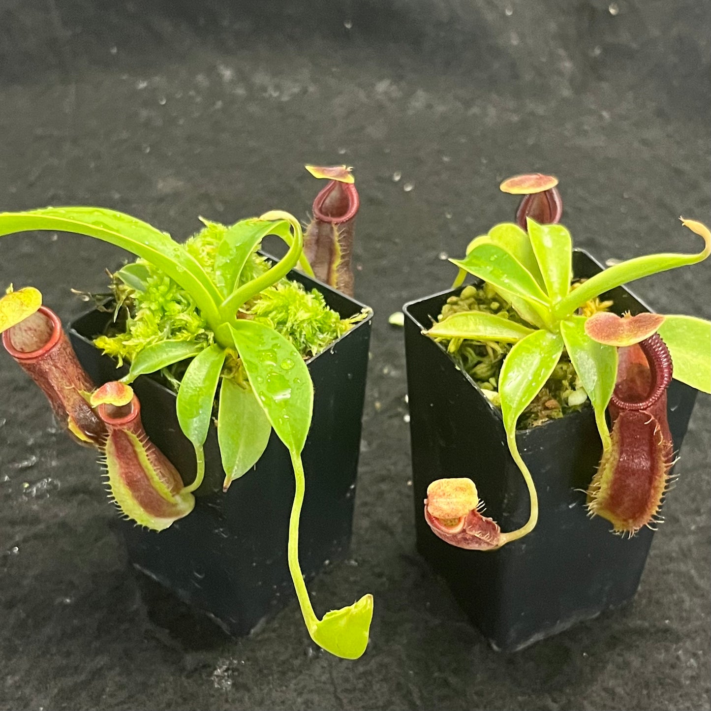 Nepenthes spathulata x singalana BE-4004