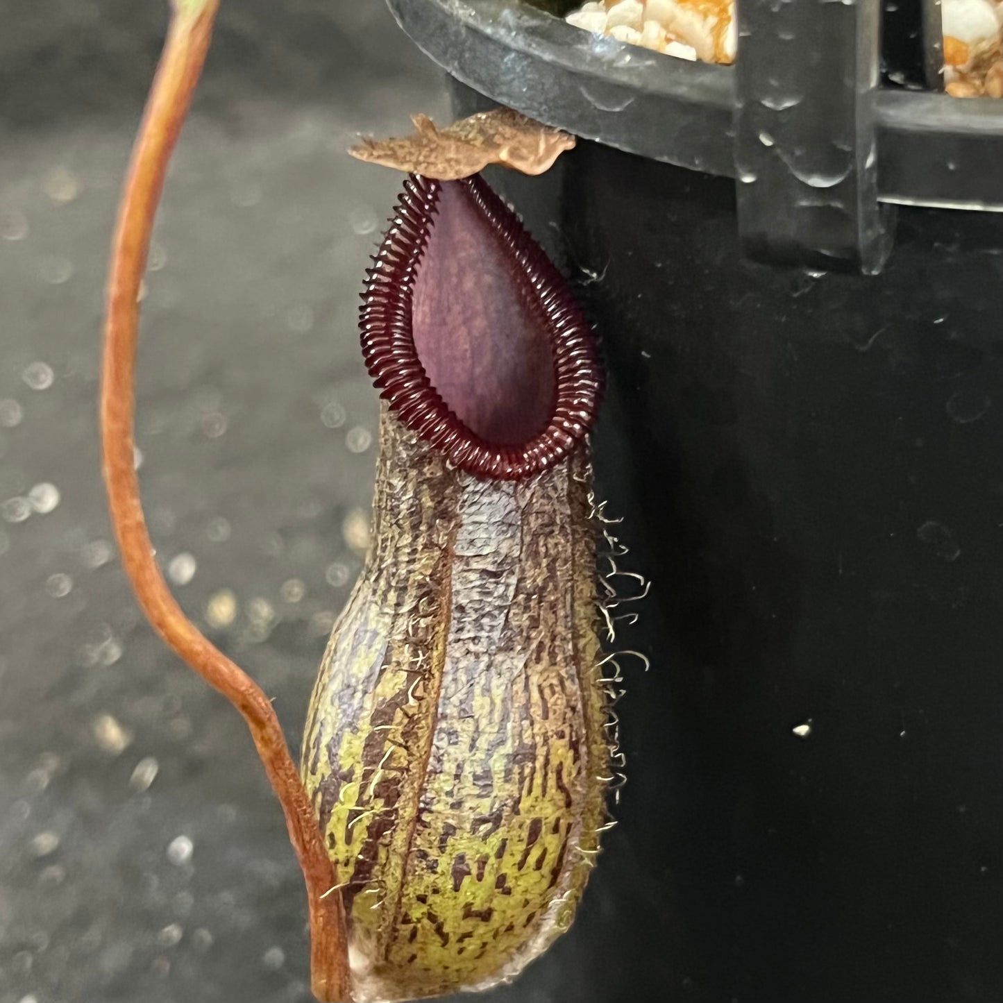 Nepenthes burkei x hamata BE-3747