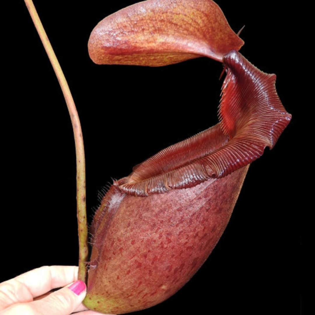 Nepenthes rajah x mira